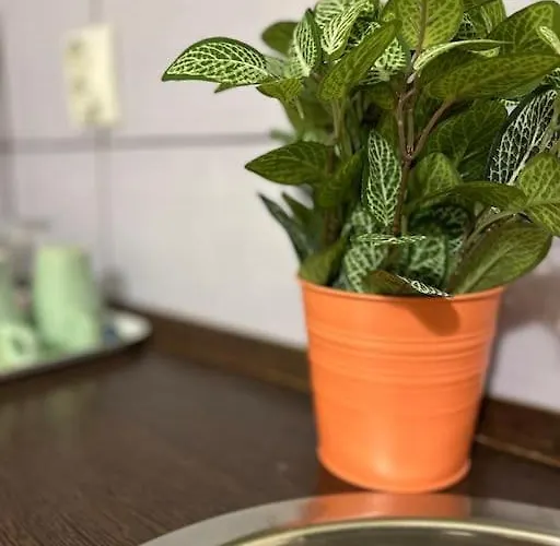 Apartmán 2# Sunflower Cozy